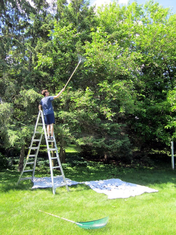 Mulberry Harvest at Curious Cuisiniere