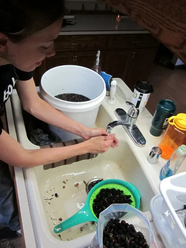 Mulberry Harvest at Curious Cuisiniere