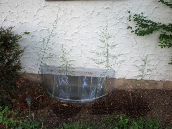 Growing Asparagus with Curious Cuisiniere