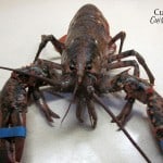 Boiling Lobster with Curious Cuisiniere