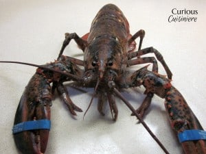 Boiling Lobster with Curious Cuisiniere