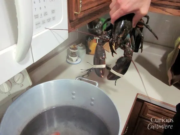 Boiling Lobster with Curious Cuisiniere