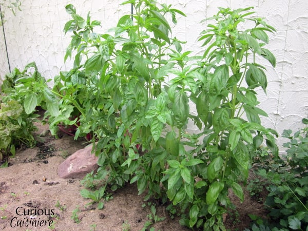 Basic Basil Pesto from Curious Cuisiniere