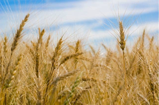 Wheat Field
