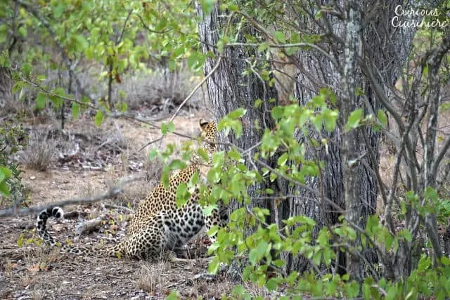 Leopard sighting at Motswari Private Game Reserve | www.CuriousCuisiniere.com