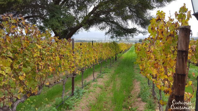 Lovane Wine Estate South Africa with Curious Cuisiniere | www.CuriousCuisiniere.com