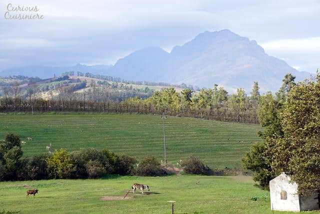 Remhoogte Wine Estate South Africa with Curious Cuisiniere | www.CuriousCuisiniere.com