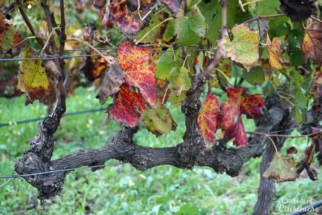 Fall Vines At Villiera South African Wine Estate www.CuriousCuisiniere.com