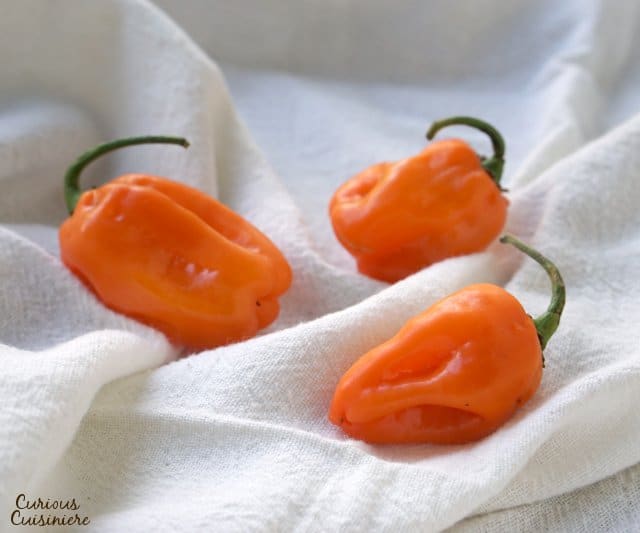 Let that bright orange color of Habanero chilies be a warning, because these babies are very hot! | www.CuriousCuisiniere.com