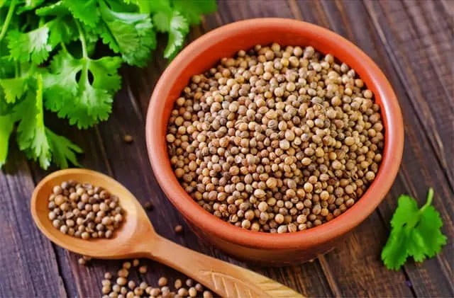 What is coriander? What is cilantro? Are they the same, or different? Learn about these spices and how to use cilantro and coriander in cultural cooking. | www.CuriousCuisiniere.com