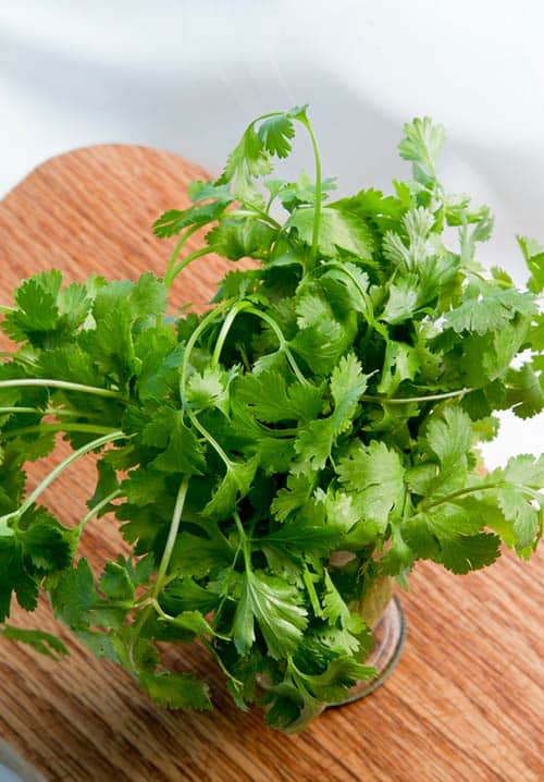 O que é o coentro? Cilantro é o nome para as folhas de coentro em alguns países. Esta erva brilhante e aromática acrescenta um sabor leve a qualquer prato que acentue. | www.CuriousCuisiniere.com