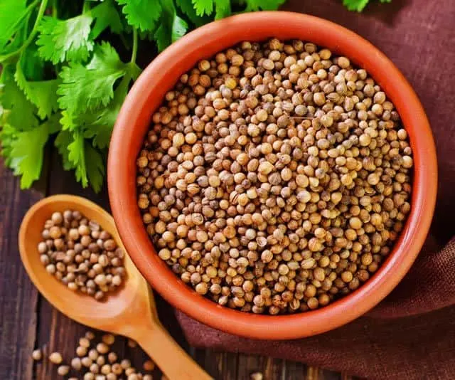 What is coriander? Coriander seeds are an aromatic spice with a citrus and floral aroma. They are used to add dept of flavor to dishes in numerous cultures. | www.CuriousCuisinire.com 