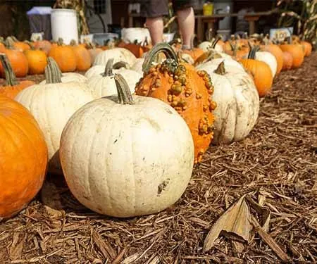 If you're cooking with pumpkin this fall, be inspired and give some of these recipes for pumpkin around the world a try! | www.CuriousCuisiniere.com