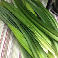 Fresh Pandan Leaves 7 oz. ( Rampe, La Dua, ใบเตยสด )