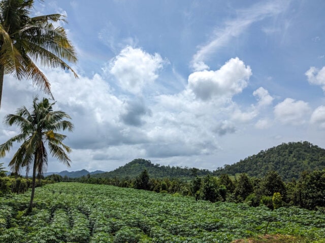 Plantations in Pailin, Cambodia