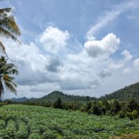 Plantations in Pailin, Cambodia