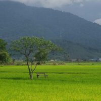 Rice fields in Langkawi, Malaysia - Travel in Malaysia