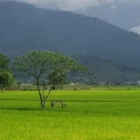 Rice fields in Langkawi, Malaysia - Travel in Malaysia