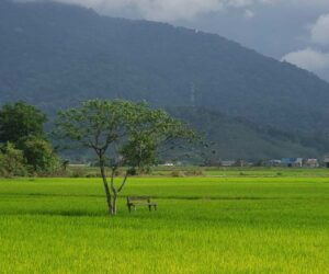 Rice fields in Langkawi, Malaysia - Travel in Malaysia